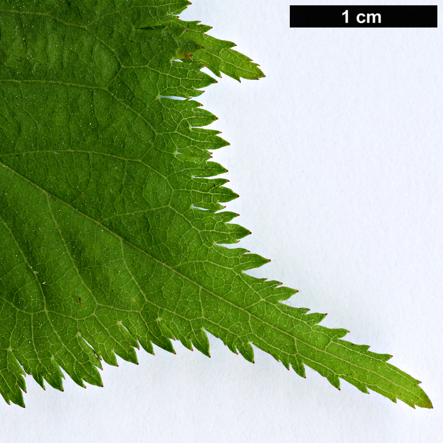 High resolution image: Family: Rosaceae - Genus: Prunus - Taxon: nipponica - SpeciesSub: var. kurilensis